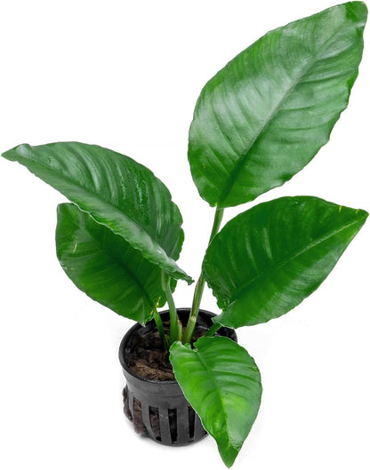 SubstrateSource Anubias Live Aquarium Plants - Potted Freshwater Plant for Fish Tanks, Terrariums - Beginner Friendly Low Light (Heterophylla, 1 Pot)