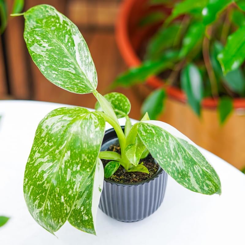 2 White Green Variegated Philodendron Live Plant 5-9" Tall, Rare Tropical Indoor Houseplant Home Garden