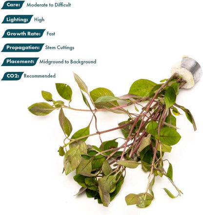 SubstrateSource Live Plant - Rotala Mexicana - Moderate Care, High Light, Bright Green Accent, Freshwater Aquatic Plant for Aquascaping - Lead Bunch