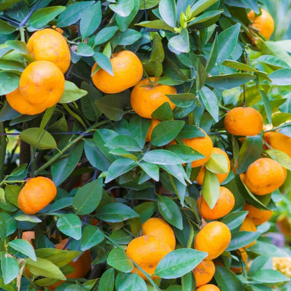 Tangerine Tree Plant, Live Sweet Tangerine Trees Live Plant in Pot, 2 to 3 Feet Tall Live Tangerine Fruit Tree for Planting Outdoor, No Ship to CA