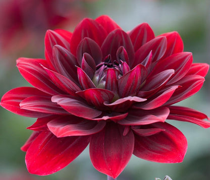 After Dusk Dahlia - 5 Gallon Size Bare Root Tuber Multi-Color - Vibrant Multi-Colored Blooms for Spring Planting 2025 - Large Tuber for Stunning Garden Displays