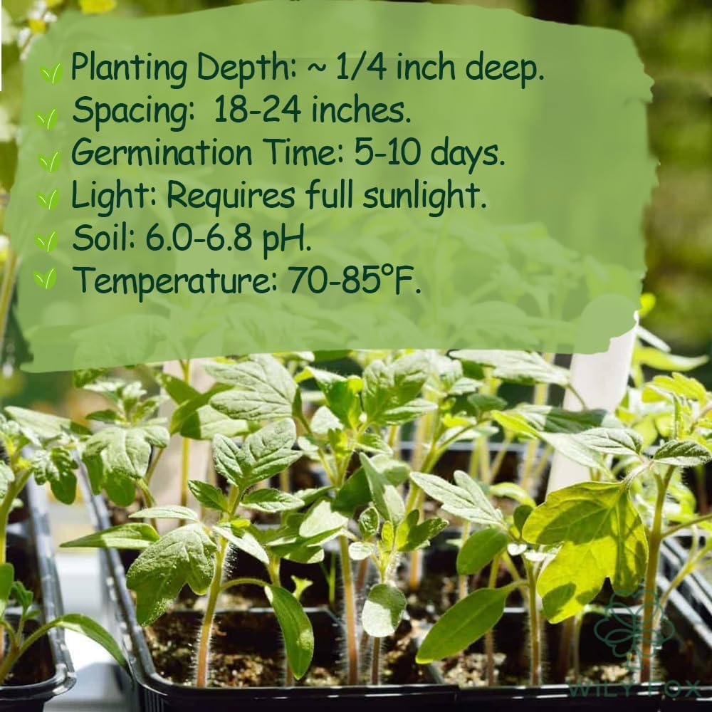 Premium Big Tomato Seeds – 300 Heirloom Non-GMO Seeds for Planting - Juicy, Large Red Tomatoes - Ideal for Home Garden, Outdoor, Patio, Containers, Vegetables, Fresh Tomato Gardening