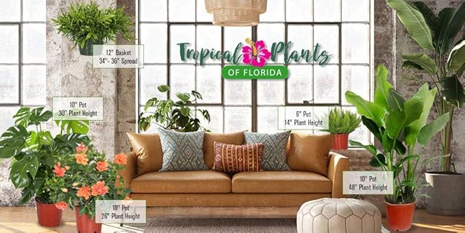 Monstera Deliciosa Plant - Swiss Cheese Split Leaf Philodendron Plant - Large Plant - Overall Height 24" to 28" - Tropical Plants of Florida