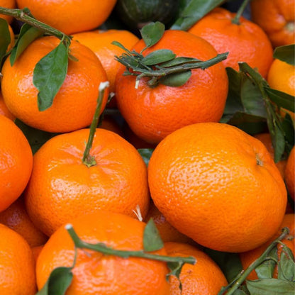 Mandarin Sweet Orange Tree, Murcott Tangerine Tree, Tangerine Tree 2 Feet Height in Pot, Tangerine Tree Live Plant, Live Tangerine Tree Plant No Ship to CA