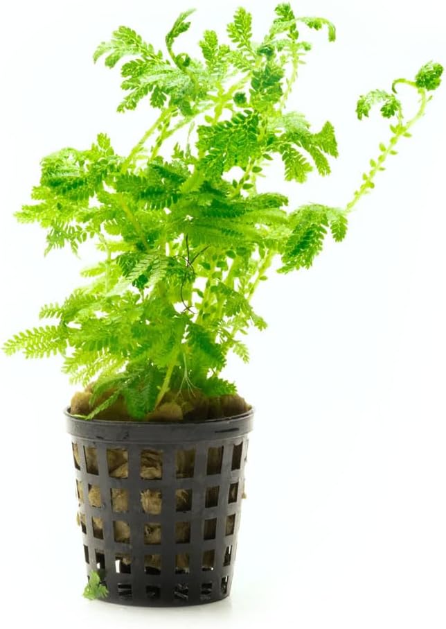 SubstrateSource Live Plants - Selaginella Siamensis (Selaginella siamensis) - Low to Medium Light, Bright Green to Lime Accents Aquatic Plant, Emersed or Terrarium Placement - Pot, 1 Pack