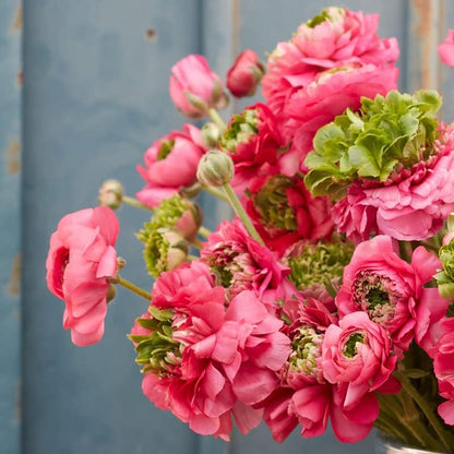 Eden Brothers Ranunculus Bulbs - Super Green Rose