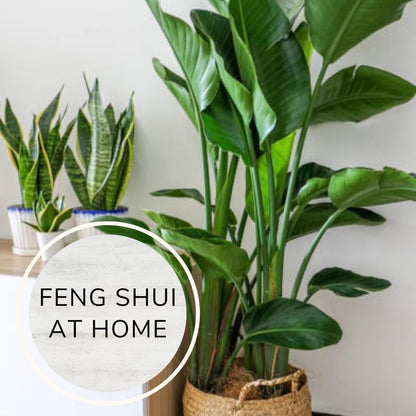 Bird of Paradise Plants Live (4-Pack), Strelitzia Plants with Perennial White Flowers, Indoor/Outdoor Plants, Exotic Tropical Decor, Not Artificial, 6-10" Height. 2" Pot