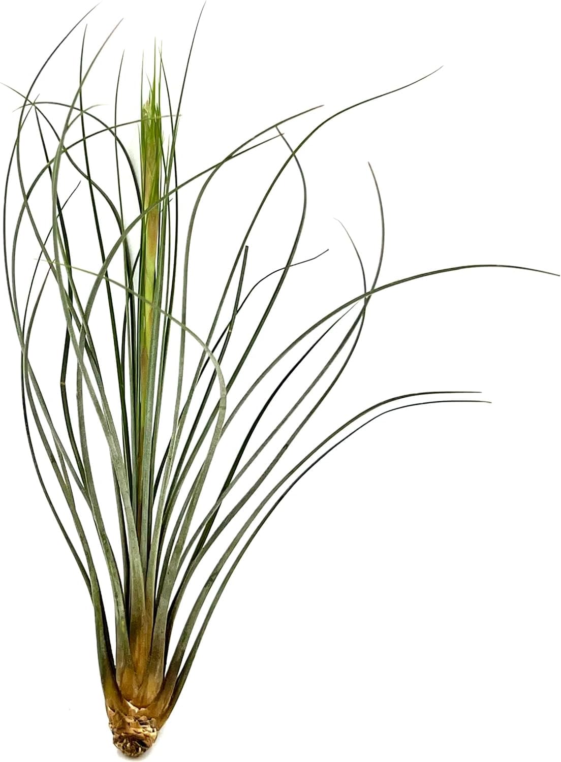 ragnaroc Air Plants - Tillandsia Juncea, Jumbo 8-12" - 2ct - Live Arrival Guaranteed - House Plants for Home Decor & Gift