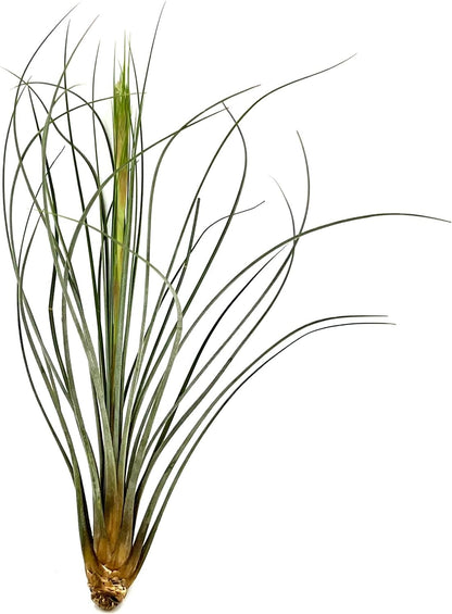 ragnaroc Air Plants - Tillandsia Juncea, Jumbo 8-12" - 5ct - Live Arrival Guaranteed - House Plants for Home Decor & Gift