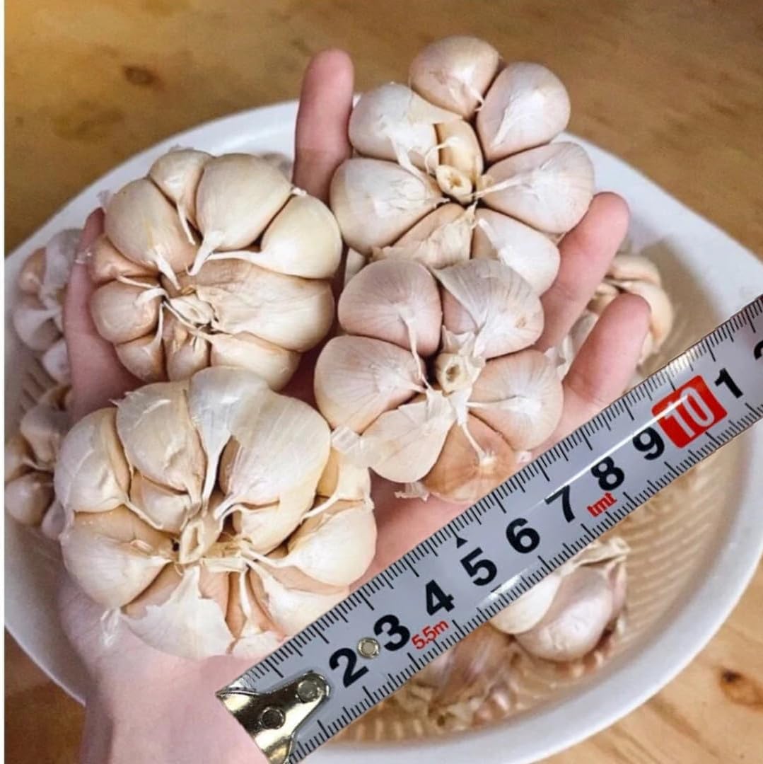 1 Pound Garlic for Planting in Fall Hardneck Softneck, 8-10 Top Size Garlic Bulbs for Planting, Fresh and High Yield Bulb Variety Pack, Hardy and Fast Growing (Random Mix)