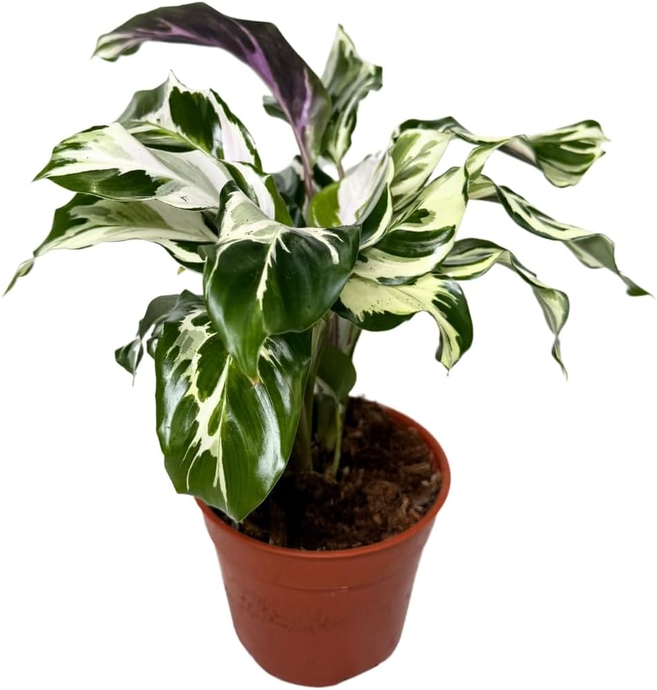 CoollectivePlants Calathea Stella - Live Calathea Plant in 6″ Growers Pot, Easy Indoor House Plants, Pet Friendly Plants Indoor, Low Maintenance Houseplant