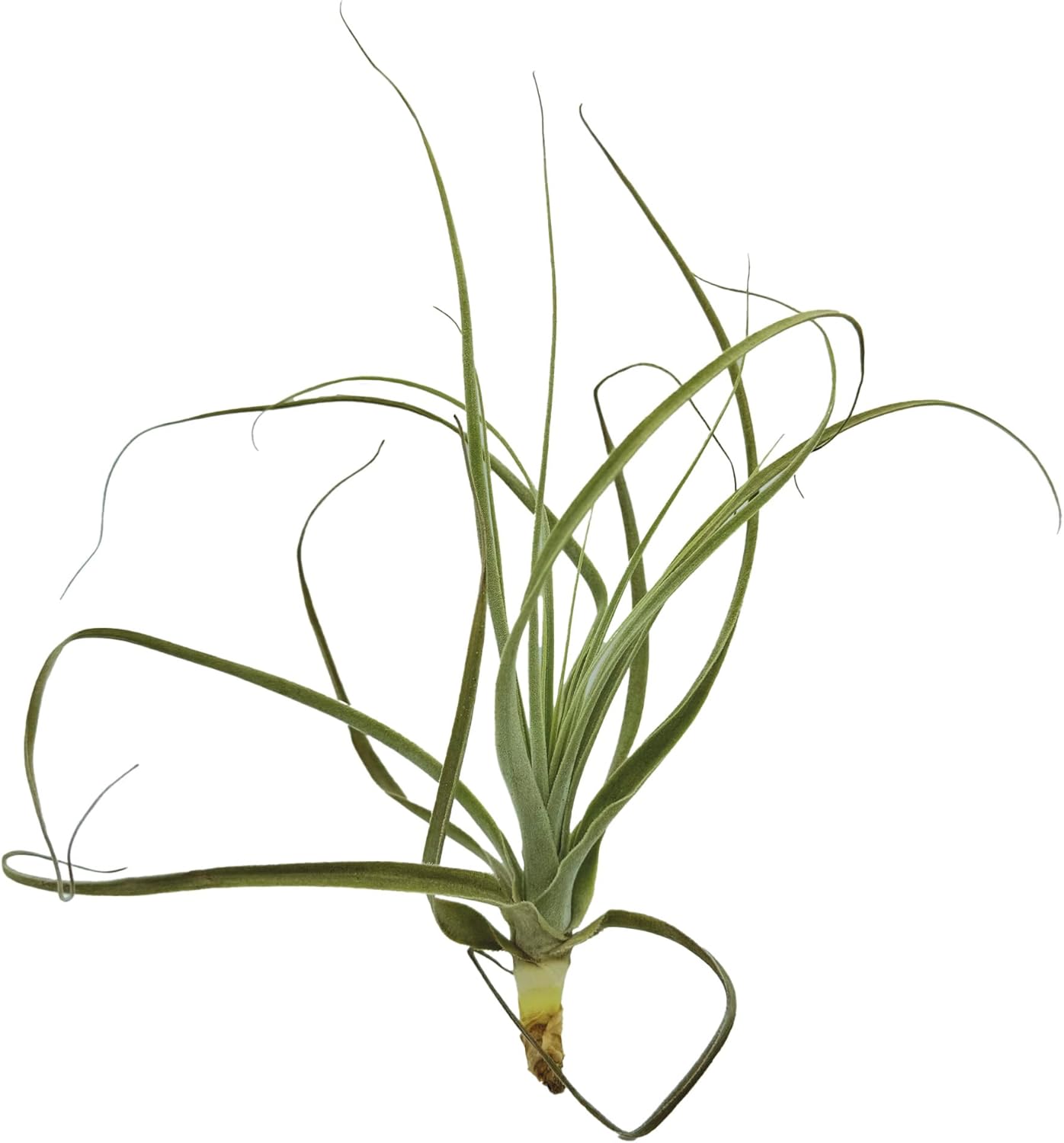 ragnaroc Air Plants - Tillandsia Straminea Jumbo 6-9" - 5ct - Live Arrival Guaranteed - House Plants for Home Decor & Gift