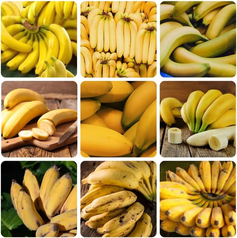 Truly Tiny Banana Plant Live, 4-6" Tall Well-Rooted for Indoor Tropical Displays, Cold Hardy Banana Fruit Tree