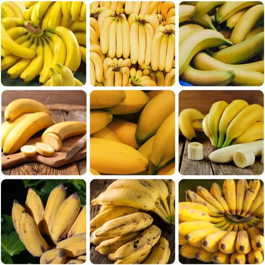 Truly Tiny Banana Plant Live, 4-6" Tall Well-Rooted for Indoor Tropical Displays, Cold Hardy Banana Fruit Tree
