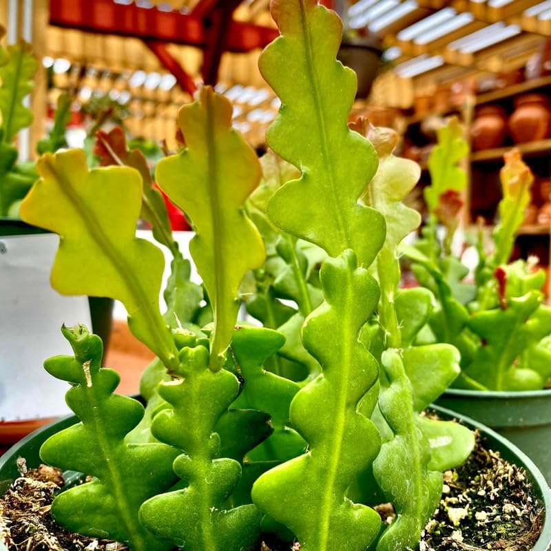 Fishbone Cactus Plant, Epiphyllum Cactus Live Succulents Plant Live Rooted, 4 to 8 Inch Tall Plants in Pot