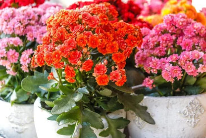 Gardenera Premium Potting Soil Blend for Lettuce Iceberg - The Ultimate Mix for Healthy, Vibrant, and Crisp Lettuce - 5 Quart