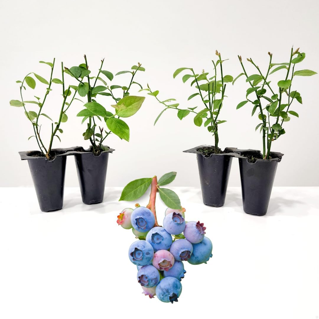 Pink Lemonade Blueberry (Legacy)