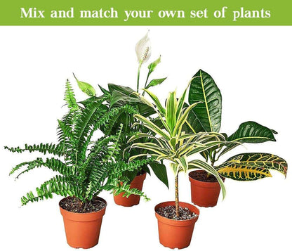 Maranta 'Lemon Lime' Live Plant for Indoor | Different Houseplants in 4'' & 6'' Pot | Real House Plant for Living Room, Office, Desk & Bathroom | Prayer Plant