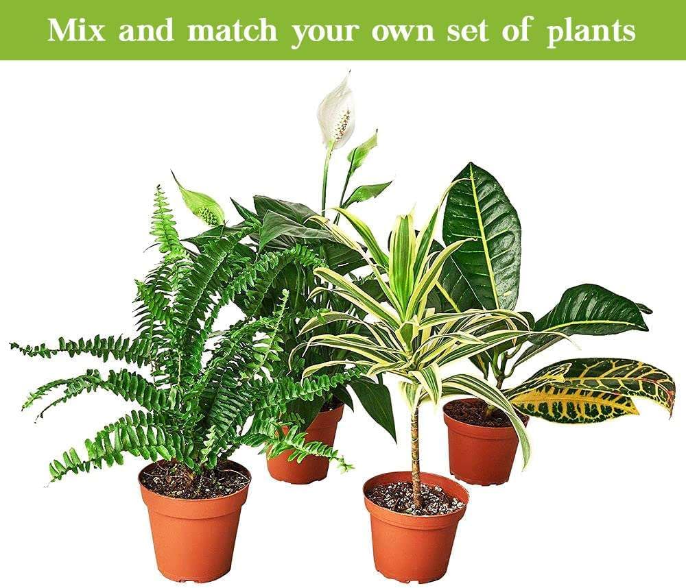 Philodendron Velvet Live Plant for Indoor | Different Houseplants in 4'' & 6'' Pot | Real House Plant for Living Room, Office, Desk & Bathroom | Micans | Heart-Leaf | hederaceum