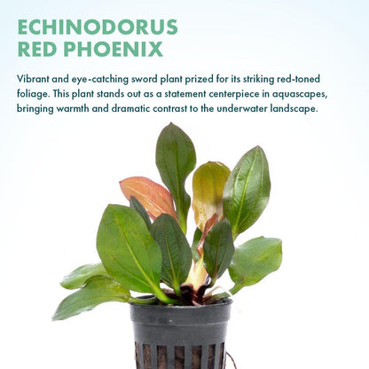 SubstrateSource Live Plants - Echinodorus ‘Red Phoenix’ (Echinodorus sp.) - Medium to High Light, Red Green, Midground to Background Placement, Freshwater Aquascaping Aquatic Plant - Pot