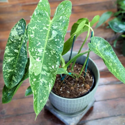 2 White Green Variegated Philodendron Live Plant 5-9" Tall, Rare Tropical Indoor Houseplant Home Garden