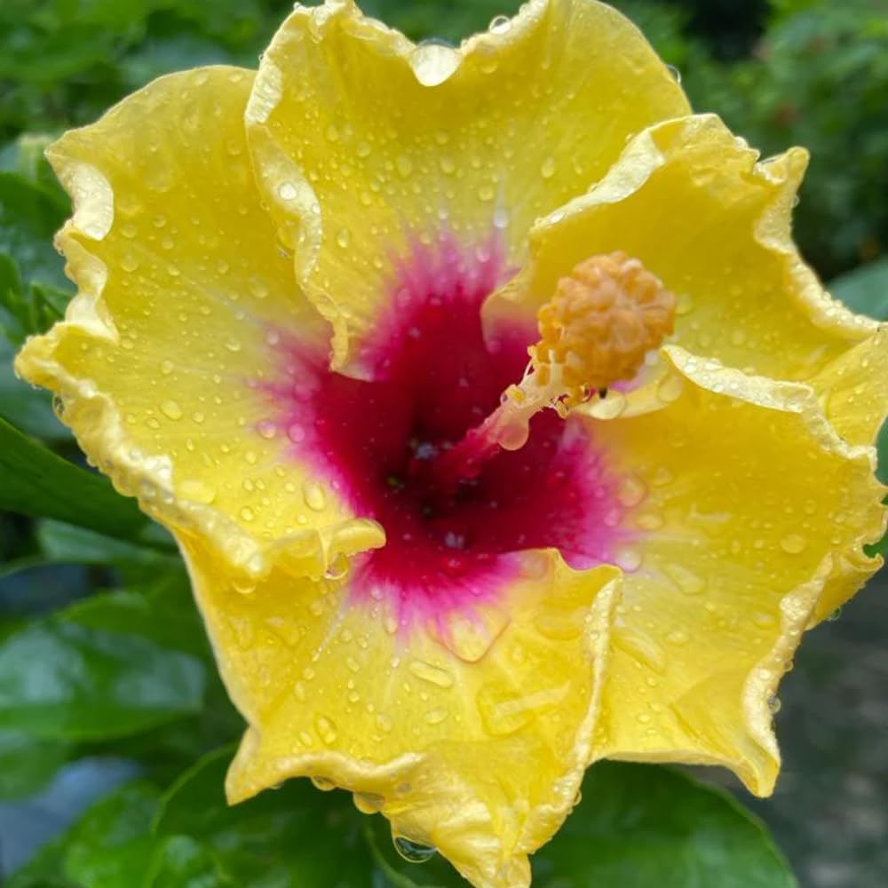 2 Yellow Red Hibiscus Live Plants, Clump 8-12” Tall, Hardy Hibiscus Plants Live, Hibiscus Trees Flowering Shrub