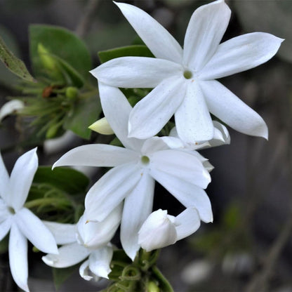 Jasmine Plant, Fragrant Jasmine Flower Vine 4-8 Inches Well Rooted for Container, Hanging Basket Growing (White)