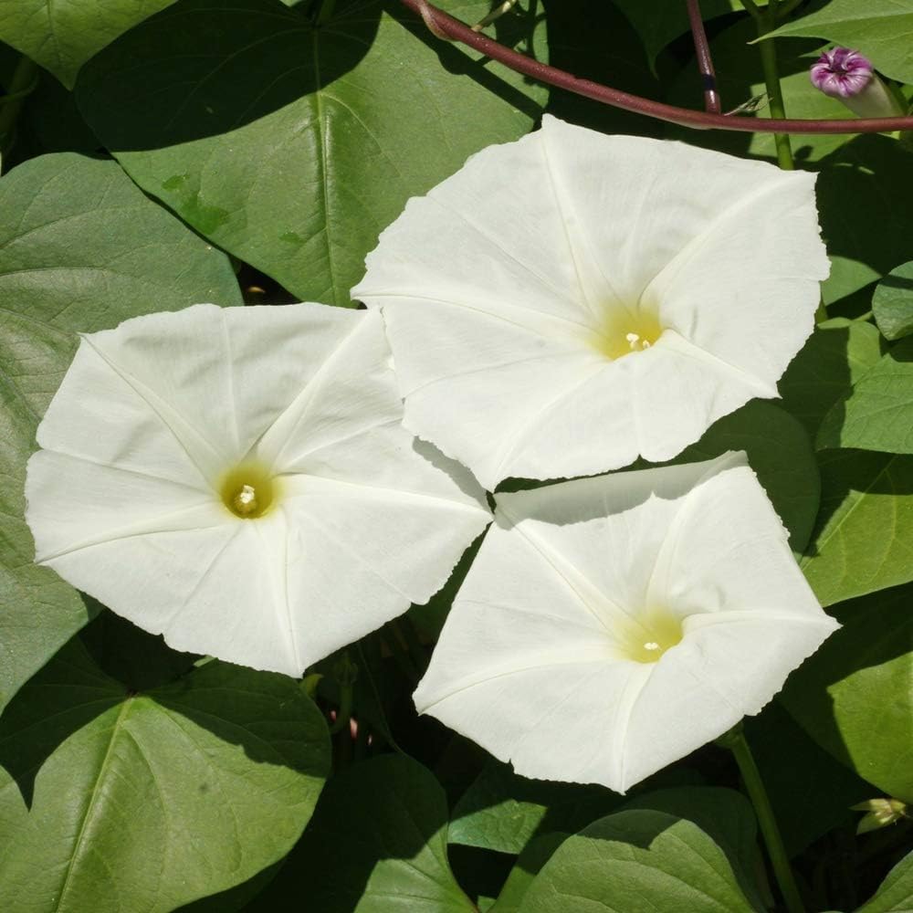 Outsidepride Ipomoea Alba Moonflower Seeds – 1/4 lbs. Annual, Vining Flower Seeds for Planting, Fragrant Night-Blooming Climbers for Trellises, Moon Gardens, Night Pollinators & Outdoor Landscapes