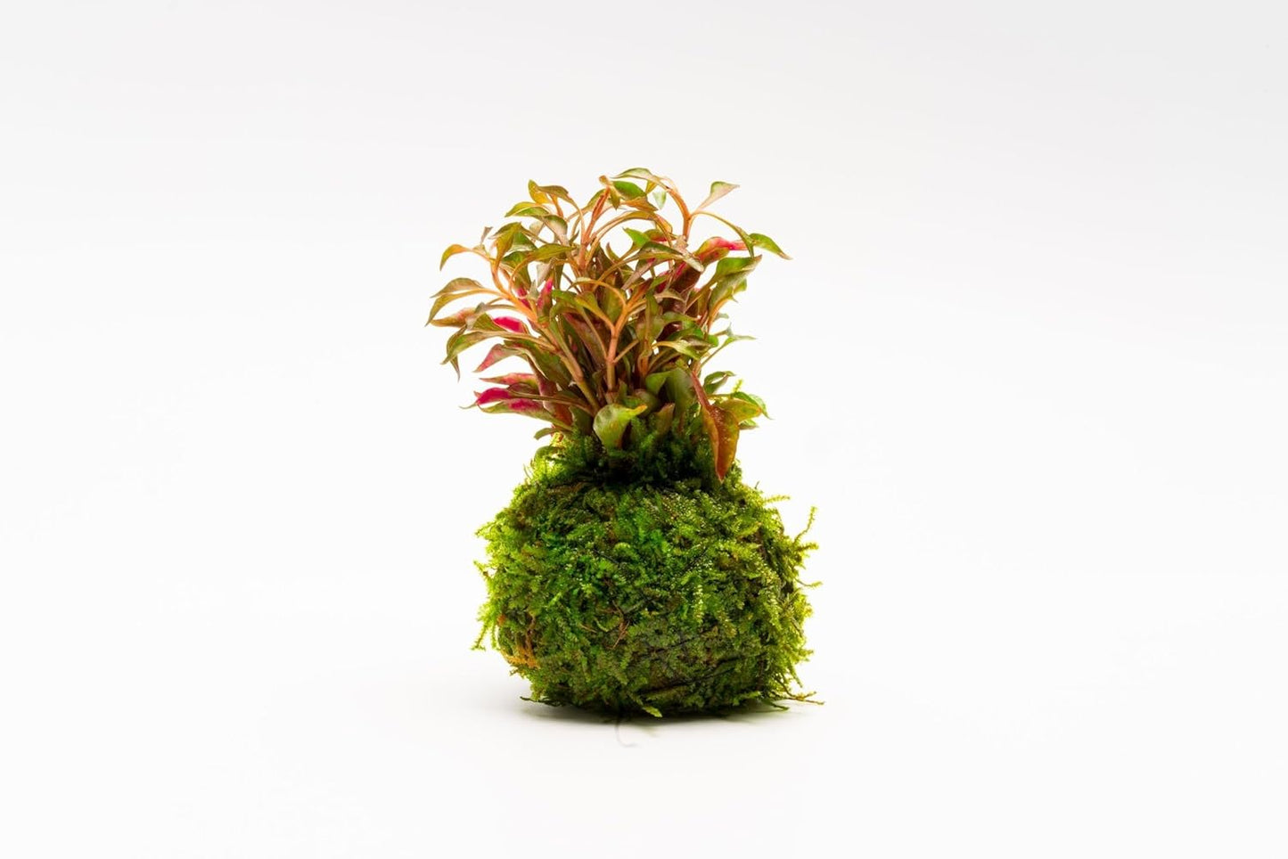SubstrateSource Live Planted Decor - Calico Plant (Alternanthera bettzickiana ‘Red’) on Clay Moss Ball - Pink-Red Stems with Green-Yellow, Medium Light, Midground to Background Placement, 1 Pack