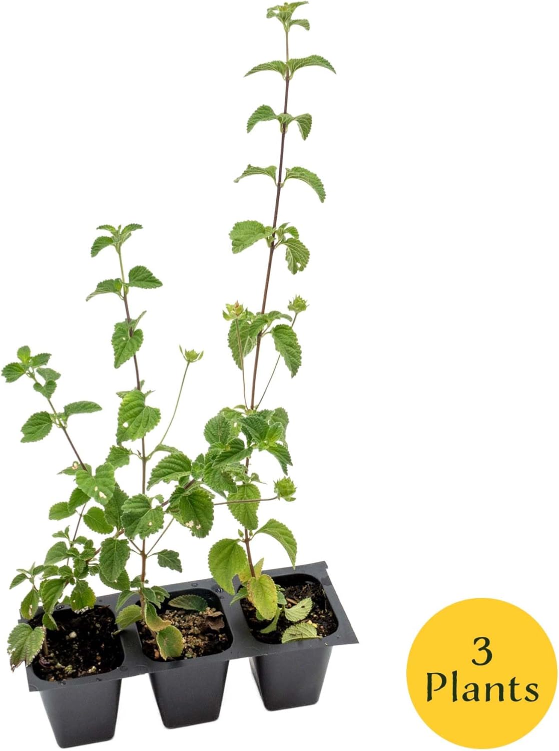 3 Lavender Lantana in 2.5” Nursery Cubes (Lantana montevidensis) | Evergreen Shrub for Hanging Baskets, Containers & Sunny Landscapes | Ready-to-Plant Live Starter Plants
