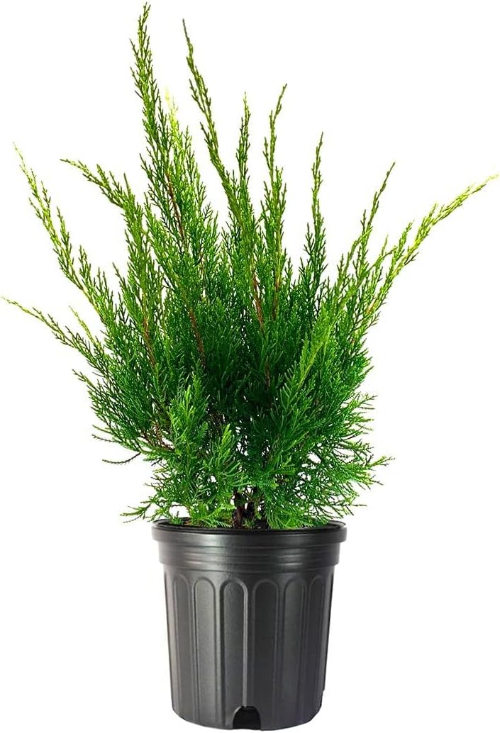 Sea Green Juniper - 3 Live Gallon Size Plants - Juniperus Chinensis - Drought Tolerant Cold Hardy Evergreen Border Screening Shrub