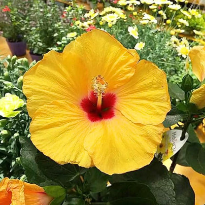 Rare Yellow Hibiscus Plant Live, Hardy Hibiscus Flowers Colorful Blooms for Outdoor Landscapes, 8-10 Inch Height, Hibiscus Shrubs, No Pot, Well-Rooted