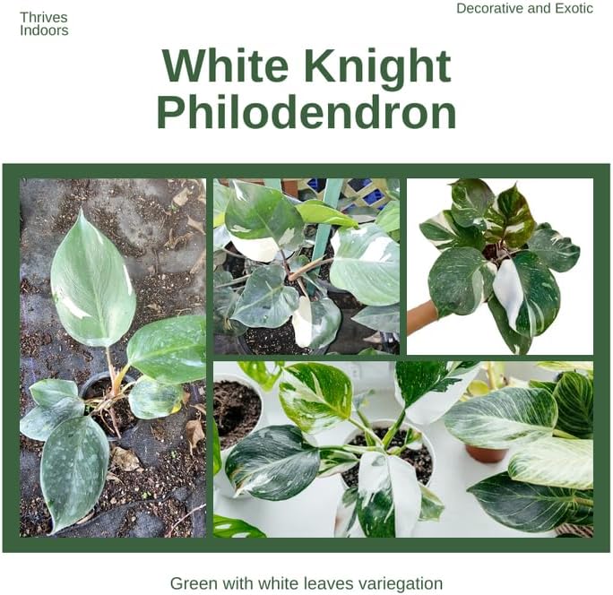 2 White Philodendron Live Plant 5-9" Tall, Rare Tropical Indoor Houseplant Home Garden