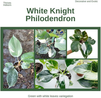 2 White Philodendron Live Plant 5-9" Tall, Rare Tropical Indoor Houseplant Home Garden