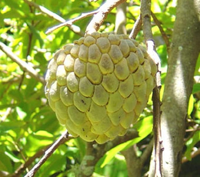 20 Sweetsop Graviola Guanabana Annona Muricata Fruit Tree Seeds Fresh Tropical Fruit