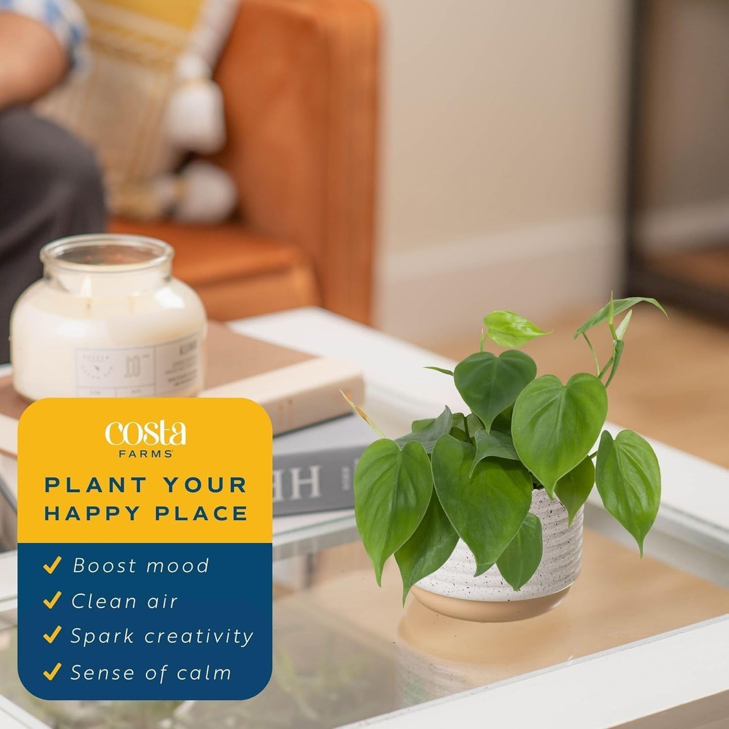 Costa Farms Philodendron Live Plant, Grower's Choice Indoor House Plant, Easy to Grow Vining Houseplant in Decorative Plant Pot, Climbing Trellis, Living Room Home or Office Decor, Birthday Gift