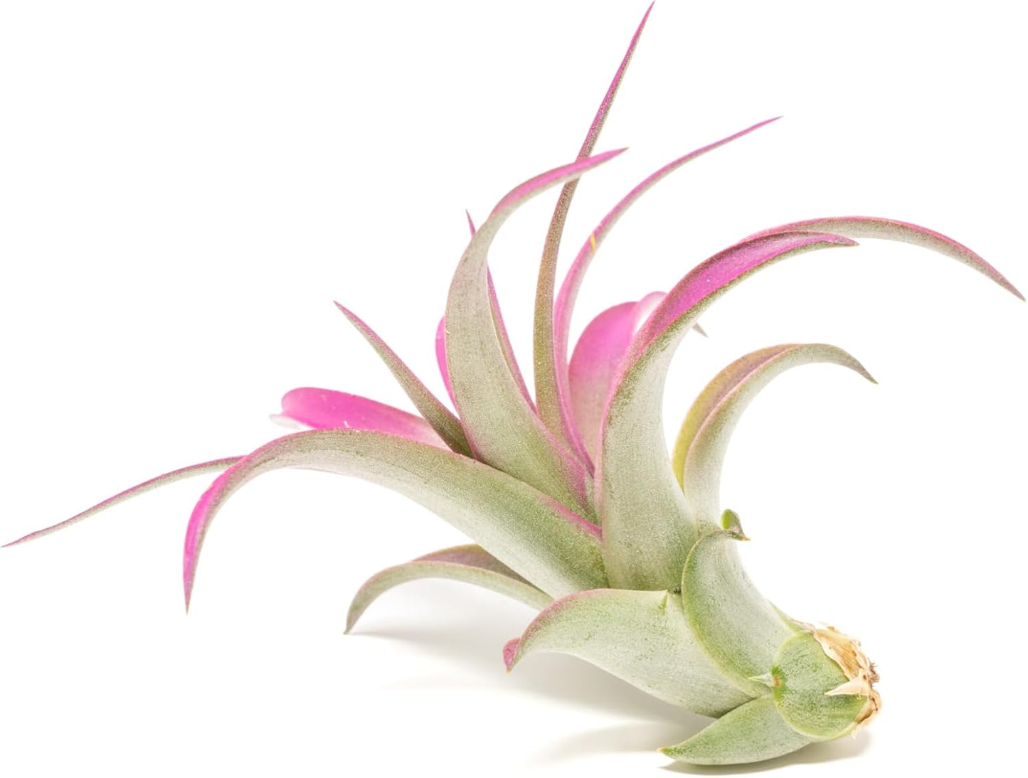 Fuchsia Colorful Tillandsia Air Plants - Long Lasting Color Enhanced Live Tillandsia Succulent House Plants - Home and Garden Decor - Easy Care Indoor/Outdoor Plants (Brachycaulos Abdita, Pack of 3)