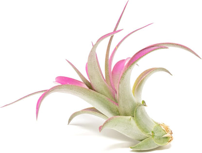 Fuchsia Colorful Tillandsia Air Plants - Long Lasting Color Enhanced Live Tillandsia Succulent House Plants - Home and Garden Decor - Easy Care Indoor/Outdoor Plants (Brachycaulos Abdita, Pack of 3)