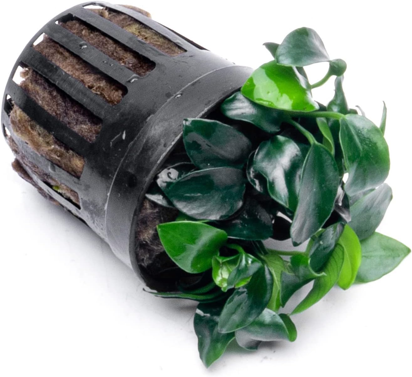 SubstrateSource Anubias Live Aquarium Plants - Potted Freshwater Plant for Fish Tanks, Terrariums - Beginner Friendly Low Light (Nana Petite, 3 Pots)