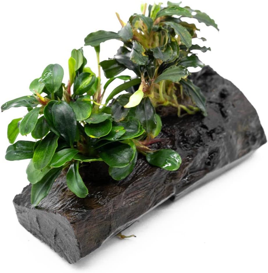 SubstrateSource Live Planted Decor - Bucephalandra Mix on Driftwood (Farmed) - Green Iridescent Aquatic Plants, Low to Medium Light, Foreground to Midground Tank Placement for Aquascaping - 1 Pack