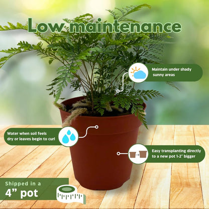 BubbleBlooms Rabbit's Foot Fern in a 4 inch Pot with Furry Roots Like a Deer's Foot Davallia canariensis fejeensis