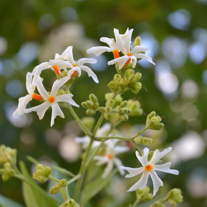 Jasmine Plant, Fragrant Jasmine Flower Vine 4-8 Inches Well Rooted for Container, Hanging Basket Growing (Blooming Night)