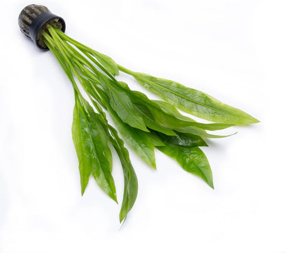 SubstrateSource Amazon Sword Echinodorus Bleheri Live Plant for Freshwater Aquariums, Natural Fish Tank Decorations, and Aquatic Decor (1 Pot (2-3 Plants))