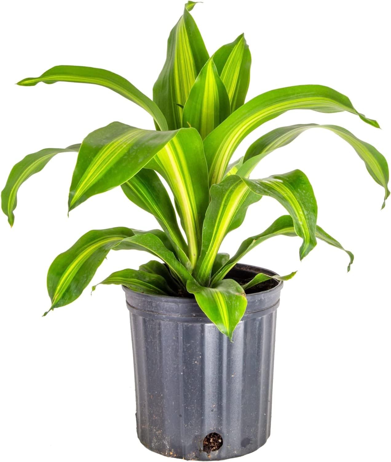 GARDENERA Premium Dracaena Potting Soil Mix - (2 Quart Bag)
