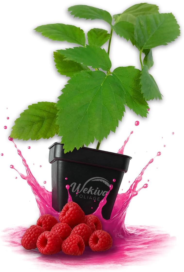 Nantahala Raspberry Bush - 4 Live Plants in 3 Inch Growers Pots - Rubus Linnaeus - Edible Fruit Bearing Bramble Shrub for The Patio and Garden