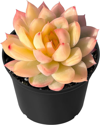 Sprout N Green Echeveria Mebina Variegata, Rare Live Succulent Plant in 2" Planter with Soil, Home Office Indoor Outdoor Wedding Decoration DIY Projects Party Favor