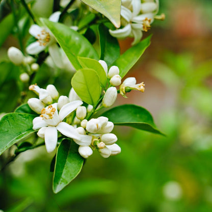 Brighter Blooms - Nules Clementine Tree, 3-4 Feet - Live Fruit Plant - No Shipping to AL, AZ, CA, FL, GA, LA, OR, TX, MS