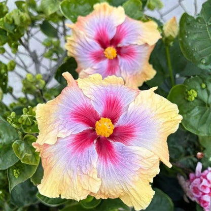 Purple Yellow Hibiscus Live Plant – 5–7 Inch Tropical Hibiscus Flower, Hardy Outdoor Hibiscus for Garden, Patio & Landscape Planting