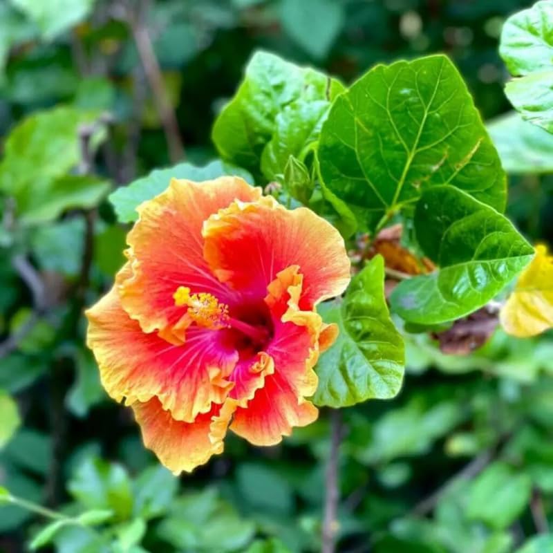 Live Hibiscus Plant – Sunset Variety, 8–12 Inch Tall Tropical Flowering Plant, Vibrant Multicolor Blooms, Outdoor Garden & Patio Hibiscus