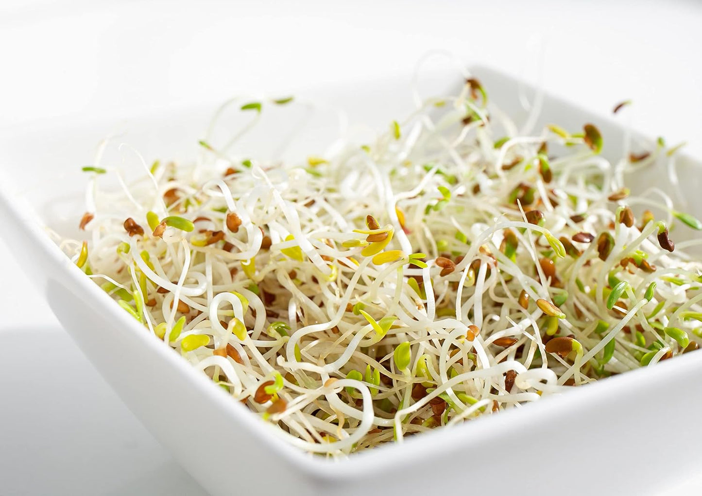 Food to Live - Organic Alfalfa Seeds for Sprouting, 3 Pounds - Non-GMO, Edible Seeds, Pure, Vegan, Kosher, Bulk - Rich in Vitamin K, Vitamin C